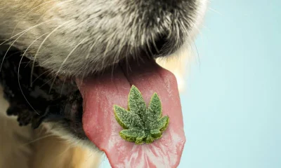 Canabidiol para Cães: Especialistas Alertam Sobre Benefícios Limitados e Riscos