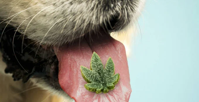 Canabidiol para Cães: Especialistas Alertam Sobre Benefícios Limitados e Riscos