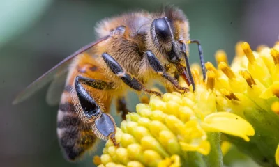 Olhos de abelhas revelam mundos visuais surpreendentemente diversos