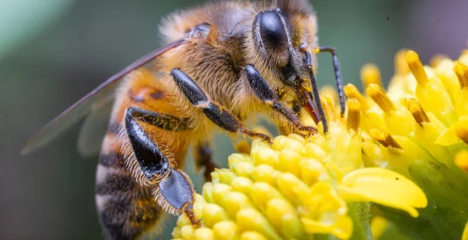 Olhos de abelhas revelam mundos visuais surpreendentemente diversos