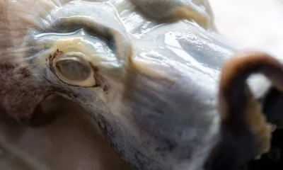 Raro polvo azul retorna às Ilhas Galápagos após ser classificado nos EUA