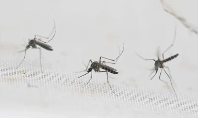 Estado de São Paulo registra 81 municípios em epidemia de dengue