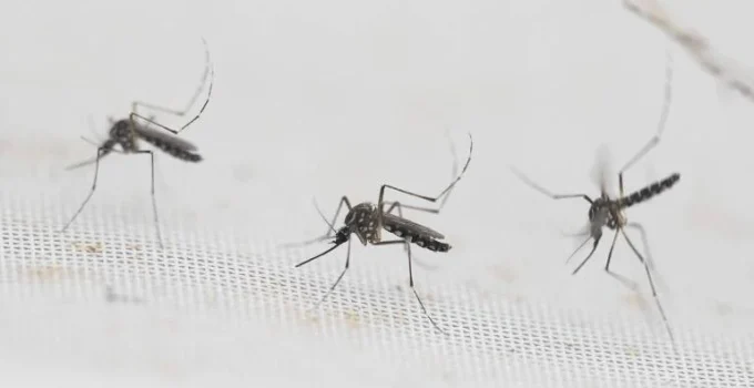 Estado de São Paulo registra 81 municípios em epidemia de dengue