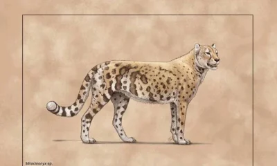 O 'Guepardo Americano' Não Era Guepardo e Comia Peixe: Nova Análise Revela Parentesco com Puma