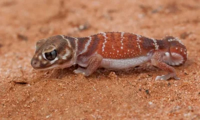 Lagartixas revelam segredos da evolução dos cromossomos sexuais
