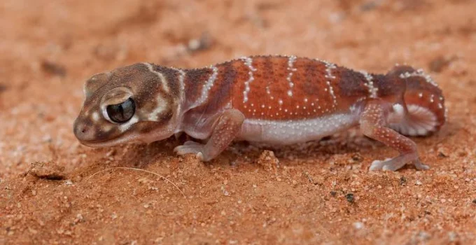 Lagartixas revelam segredos da evolução dos cromossomos sexuais