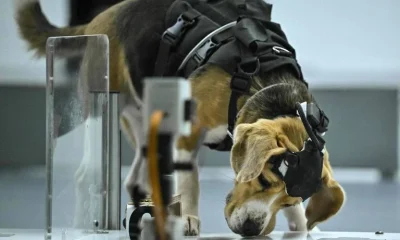 Inteligência Artificial e Cães: A Nova Fronteira na Detecção Precoce de Câncer