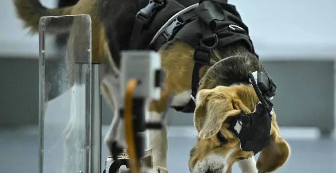 Inteligência Artificial e Cães: A Nova Fronteira na Detecção Precoce de Câncer Inteligência Artificial e Cães: A Nova Fronteira na Detecção Precoce de Câncer