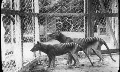 Tigre-da-tasmânia tinha mordida surpreendentemente similar à do lobo-guará e caçava presas pequenas, sugere estudo