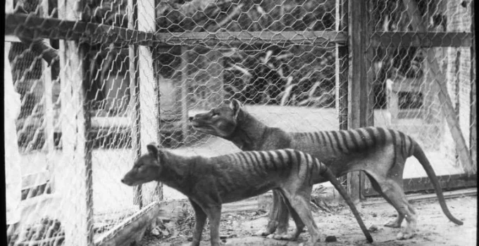 Tigre-da-tasmânia tinha mordida surpreendentemente similar à do lobo-guará e caçava presas pequenas, sugere estudo