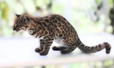 Nova espécie de felino é descoberta por brasileiro nas montanhas da Bolívia