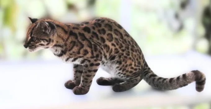 Nova espécie de felino é descoberta por brasileiro nas montanhas da Bolívia Nova espécie de felino é descoberta por brasileiro nas montanhas da Bolívia