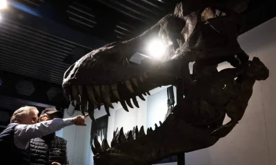 Tiranossauros eram de 'sangue quente', indicam estudos em dentes fósseis