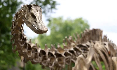 Primeiro dinossauro gigante inédito na Europa: Diplodocus é encontrado na Espanha