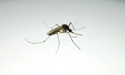 Dengue Alerta: Mosquitos Transmissores Expandem Alcance e Chegam a Novos Territórios nos EUA