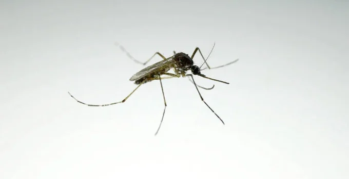 Dengue Alerta: Mosquitos Transmissores Expandem Alcance e Chegam a Novos Territórios nos EUA