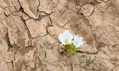 El Niño transforma o Deserto do Atacama em tapete de flores vibrantes