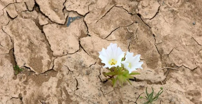 El Niño transforma o Deserto do Atacama em tapete de flores vibrantes