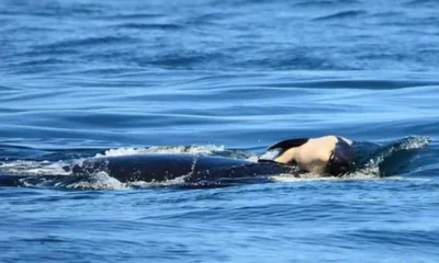 Cena comovente: mãe jubarte é vista ao lado de filhote natimorto em raro registro