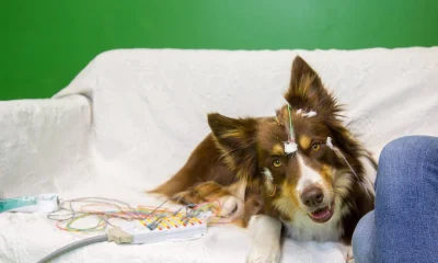 Cães escutam consoantes da fala humana de forma semelhante a nós