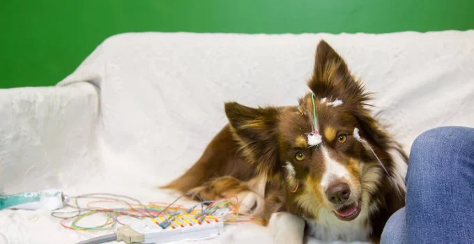 Cães escutam consoantes da fala humana de forma semelhante a nós