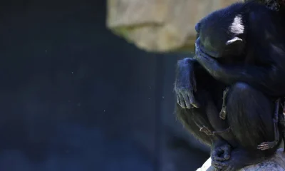 Por que mães chimpanzés e bonobos carregam filhotes mortos por semanas?