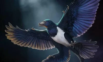 Fóssil chinês lança nova luz sobre a evolução do voo em dinossauros