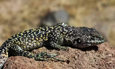 Nova espécie de lagarto com coloração sexualmente distinta é descoberta nos Andes peruanos