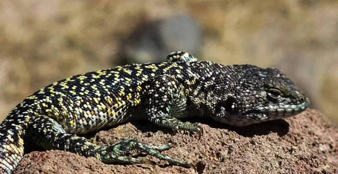 Nova espécie de lagarto com coloração sexualmente distinta é descoberta nos Andes peruanos