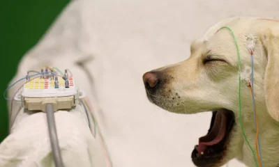 Como tirar o cachorro da cama sem abalar o vínculo e garantir seu descanso