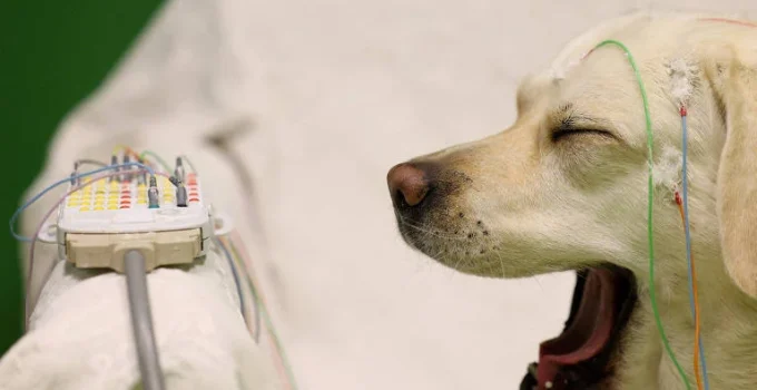 Como tirar o cachorro da cama sem abalar o vínculo e garantir seu descanso