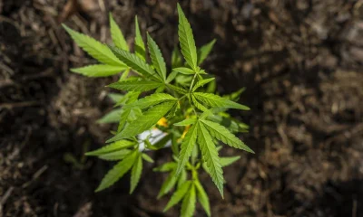 Associações de Cannabis medicinal em SP se tornam alvo da polícia com prisões e destruição de plantas