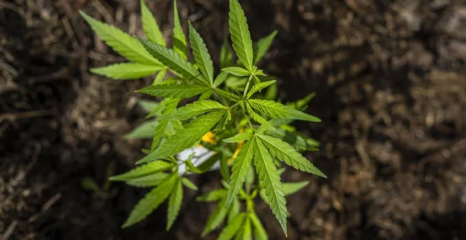 Associações de Cannabis medicinal em SP se tornam alvo da polícia com prisões e destruição de plantas
