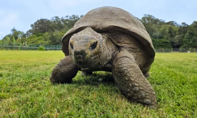Cientistas desvendam possível segredo da longevidade de Jonathan, a tartaruga de 194 anos