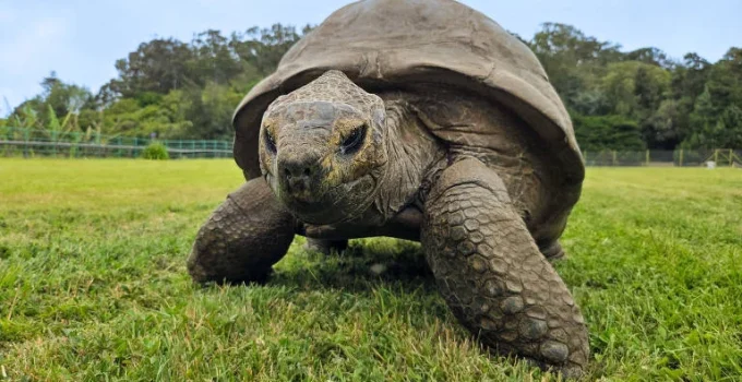 Cientistas desvendam possível segredo da longevidade de Jonathan, a tartaruga de 194 anos