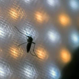 Pacientes com dengue em UTIs do SUS chegam em estado mais grave que na rede privada, aponta estudo