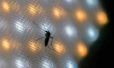 Pacientes com dengue em UTIs do SUS chegam em estado mais grave que na rede privada, aponta estudo