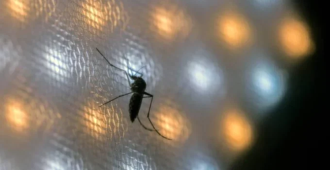 Pacientes com dengue em UTIs do SUS chegam em estado mais grave que na rede privada, aponta estudo