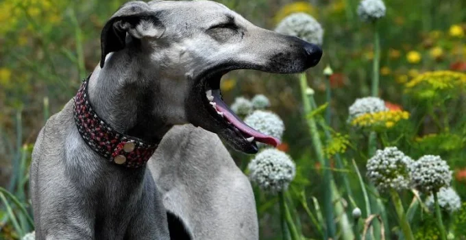 Marcas no DNA explicam a vida curta de cães de grande porte, aponta estudo