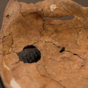 Golpe de lança pode ter sido causa da morte de Neandertal há 75 mil anos no Iraque