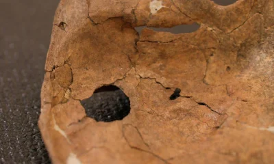 Golpe de lança pode ter sido causa da morte de Neandertal há 75 mil anos no Iraque