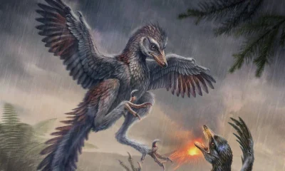 Fóssil de ave primitiva na China sugere que voo pode não ter sido essencial na origem das aves