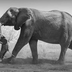 A Profundidade do Luto Animal: Elefanta Carrega Filhote Morto, Revelando Emoções Complexas