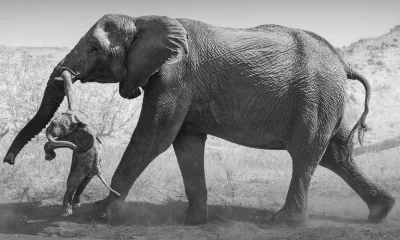 A Profundidade do Luto Animal: Elefanta Carrega Filhote Morto, Revelando Emoções Complexas