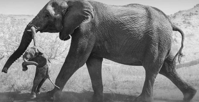 A Profundidade do Luto Animal: Elefanta Carrega Filhote Morto, Revelando Emoções Complexas A Profundidade do Luto Animal: Elefanta Carrega Filhote Morto, Revelando Emoções Complexas
